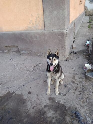 милые животные: В г. Каракол Иссык-Кульская область продаю годовалого мальчика хаски с