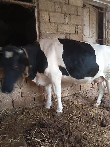 sağmal inək: 3 cu qarna 7 di aylıq boğaz ivanovka iney satılır cox sakit heyvandı — 5