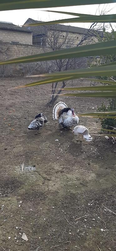 papağ şekili: Erkək, Damazlıq — 1