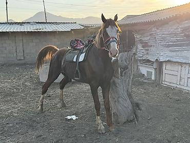 продажа лошадей россия: Продаю | Жеребец | Рабочий — 1