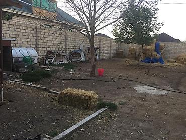 Сельско-хозяйственное оборудование: Quşçuluq təsərrüfatı və yardımçı yaşayış sahəsi - Geniş həyətyanı — 8