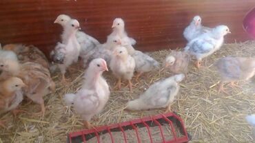 птица голубь: Продаю 2х недельных цыплят. Вакцинированные. 150 штук