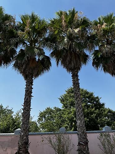 şam ağacı növləri: Satılır: Yetkin Washingtonia robusta (Fan palmaları) – 11 ədəd — 4