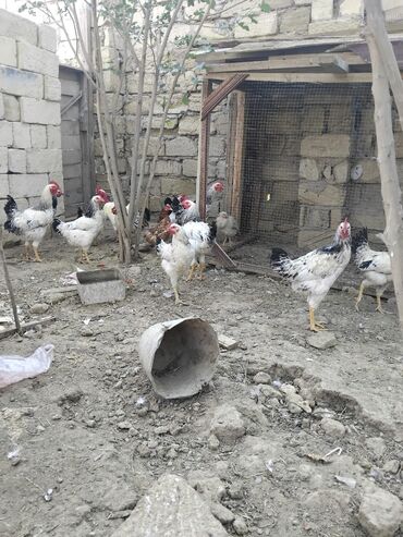 İtlər: 1 illik toyuqlar 19 dene hamisi