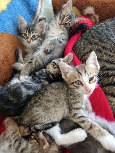 Pişiklər: Yaxşı əllərə — 12