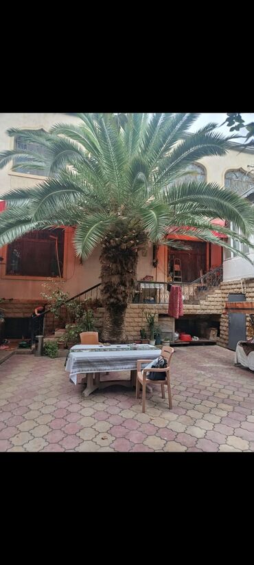 lançar bitkisi: Finik palma 4 ədəd