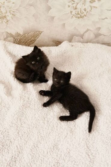 серый кот: *Очаровательные котята ищут добрые руки!* Друзья, у нас есть два