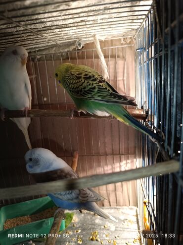 Tutuquşları: Məhsul: Dalmatian/xallı və klassik rəng çeşidlərində nimfa deyil — 5