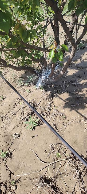 Suvarma sistemləri: Meyvə bağı – damcı suvarma ilə - Müxtəlif meyvə ağacları əkilmiş bağ — 13