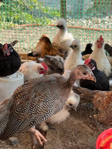 домик для волнистых попугаев: 🐣Продаю декоративные карликовые породы кур и петухов! Отличные