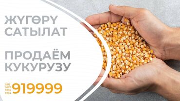 сколько стоит 10 айфон в бишкеке: Продаем Фуражную (кормовую) КУКУРУЗУ в больших объемах. Находится в at lalafo.kg сколько стоит 10 айфон в бишкеке: Продаем Фуражную (кормовую) КУКУРУЗУ в больших объемах. Находится в