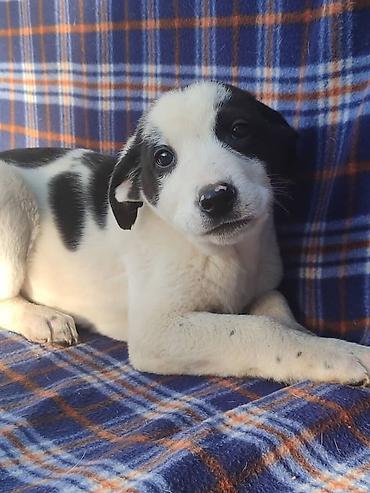 Продажа собак: Ищем дом щенкам. Дважды привиты,имеют ветеринарные паспорта. Есть — 5