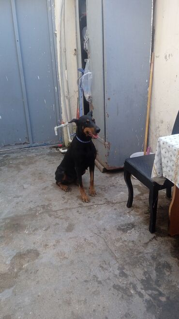 bakıda it satışı: Doberman, 6 ay, Dişi, Sənədli, Ünvandan götürmə