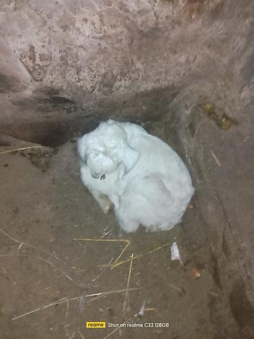 Козы, козлы: Продаю | Козлёнок | Зааненская | Для разведения at lalafo.kg — 6 Козы, козлы: Продаю | Козлёнок | Зааненская | Для разведения — 6