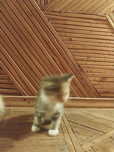 кошка регдолл: Отдам красивых котят в хорошие руки — 3