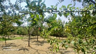 Torpaq sahələrinin satışı: Kənd təsərrüfatı — 9