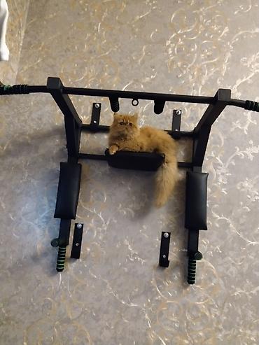 Pişiklər: Fars — 6