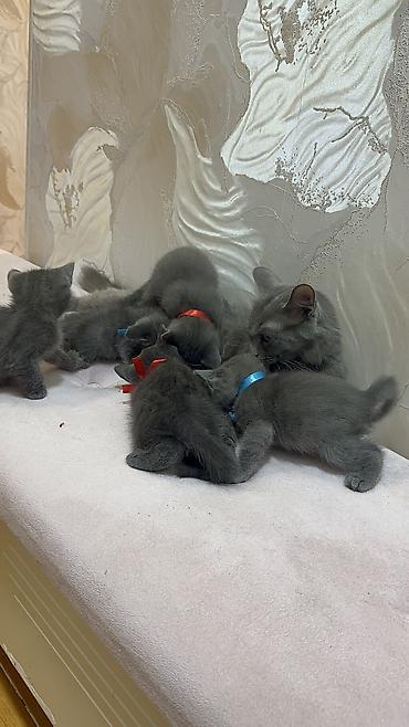 cat ruletka: Britan, Dişi, Erkək, Ödənişli çatdırılma, Ünvandan götürmə — 8