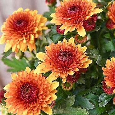 Хризантема: Продается хризантема мультифлора и корейская. Подростки. По 80 сом — 14