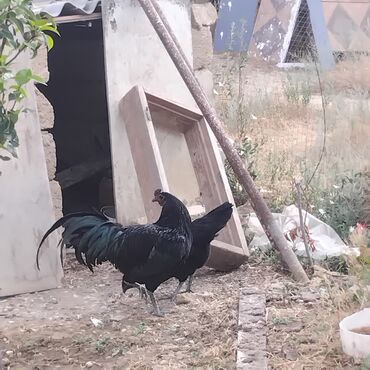 sort toyuq: Toyuq, Damazlıq, Pulsuz çatdırılma, Rayonlara çatdırılma