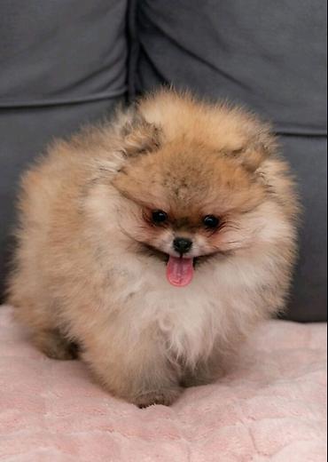 Psi: U ponudi dva steneta Pomeranca starosti 2 meseca.  Muzjak i zenka — 3