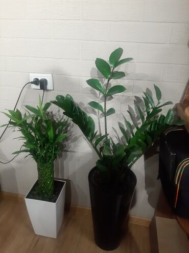 Другие комнатные растения: Комнатные растения в кашпо В продаже крупная коллекция — 3