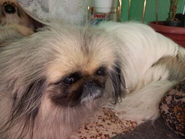 Psi: Pekinezeri, pravi, izuzetno poreklo, rodovnik, knjižice, vakcine na lalafo.rs — 18 Psi: Pekinezeri, pravi, izuzetno poreklo, rodovnik, knjižice, vakcine — 18