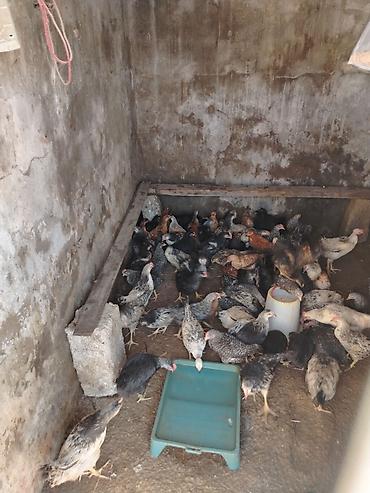 Quşlar: Salam 60 gumluk cucelerdir 100 ededdiricinde coxlu sayda xarkov — 2