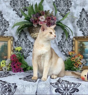 Купить котят и кошек породы Персидская в Балашове - частные объявления Балашова