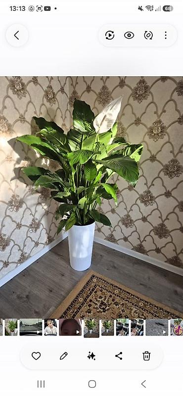 спатифилум сенсация: Спатифиллум (Spathiphyllum) в высоком декоративном кашпо - Крупное — 1