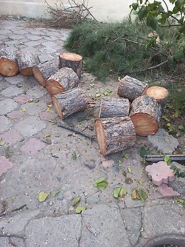 рулонный газон бишкек: Дрова Сосна — 5