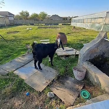 heleb kecileri: Keçi temiz ereb kecisidir tek qalıb satlır 3 qarın dogub - Cins — 1