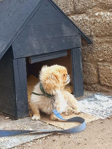 avçarka bala: Pekines, 1 il, Dişi — 6