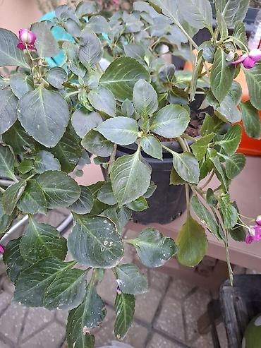 kalistamon gulu: Impatiens (Balsamin) saksı gülü – canlı çəhrayı çiçəklərlə - Bitki — 3