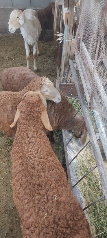 машинка для стришки овец: Продаю | Овца (самка), Ягненок | Арашан | Для разведения