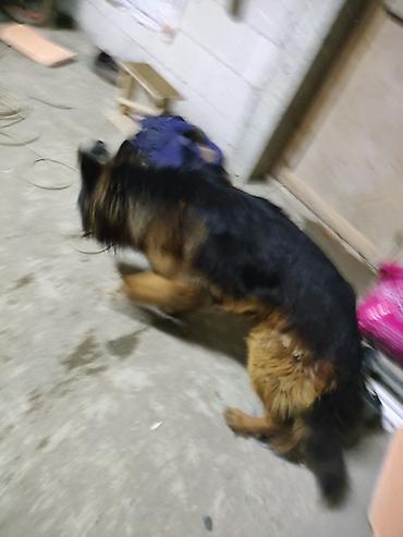 İtlər: Alman çoban iti, 1 il, Erkek, Sənədli, Ünvandan götürmə, Pulsuz çatdırılma, Ödənişli çatdırılma — 1