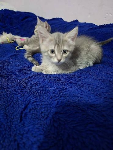 Мышыктар: Отдам в хорошие руки! Котята серых окрасов, помесь с вислоухим — 6