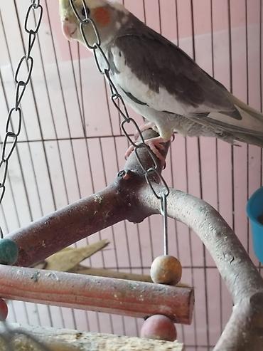 qus sesleri: Nimfa (cockatiel) papağanı – boz-ağ lələklər, sarı çəngəlvi toqqa və — 1