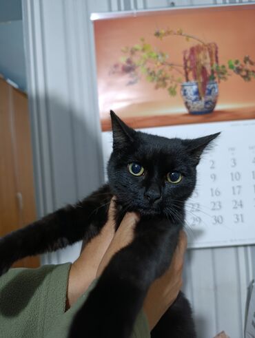 Продажа кошек: Беспородная, 4 месяца, Мальчик, Черный — 9