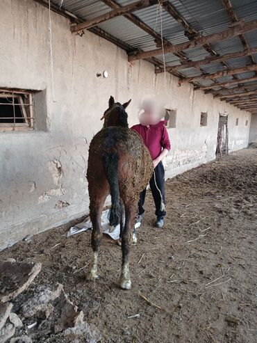 продажа лошадей в киргизии: Продаю |