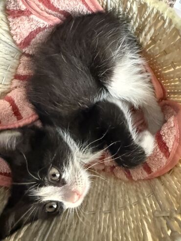 скоттиш страйт шотландская прямоухая кошка: Кошка даром: Беспородная, 1 месяц, Мальчик
