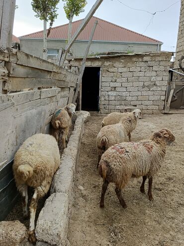 qoyun qiyməti 2025: Ucuz erkek quzu 
qurbanlığa yarayir sağlam heyvanlardır