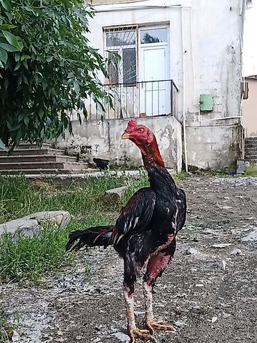 it sekilleri afcarka: 9 aylıqdı .Tam sağlam heyvandıbahalı cins heyvandı.İstəyən tayında — 3