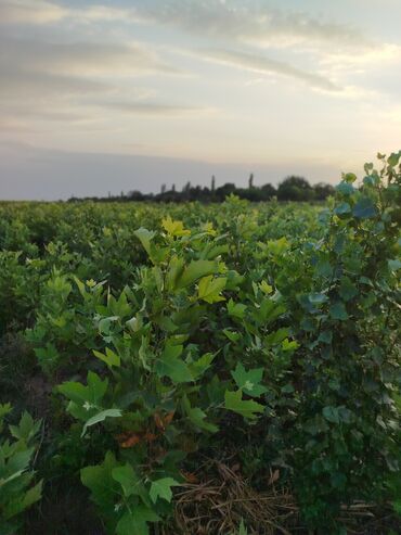 Tinglər: Hər növ ağac tinglerinin satışı — 3