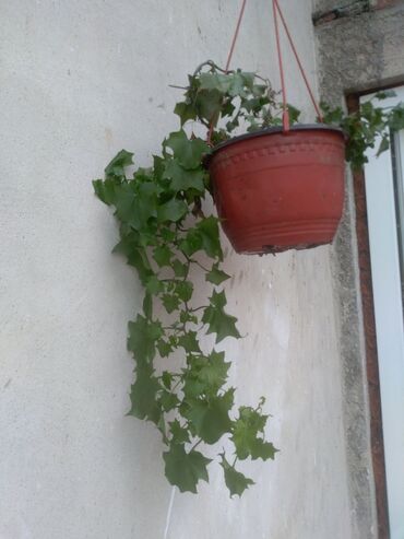 Sobne biljke: Cvece