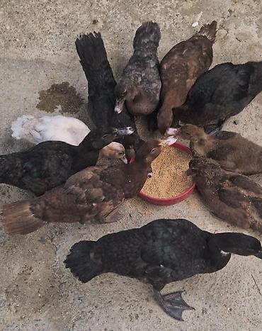 bengal cat: Salam Aleykum 2 Ay Yarimliq 4 Krasnadar 4 ZümRüD 1 Macar 1 — 1