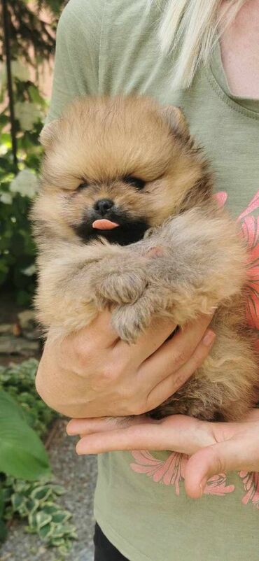 Psi: Oduševićemo vaša srca predivnim Pomerancima iz našeg pažljivo — 7