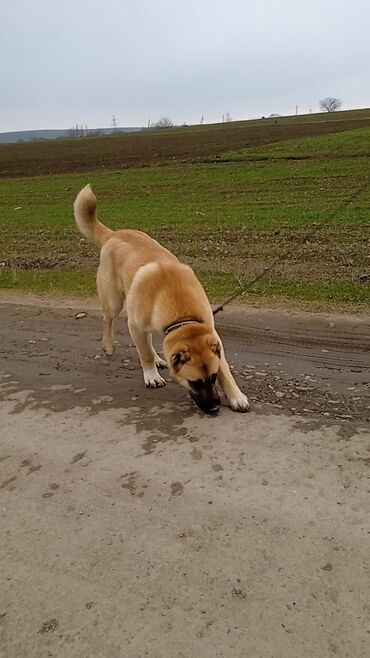 barter heyvanla: Kanqal, 5 ay, Erkek, Peyvəndli, Ünvandan götürmə