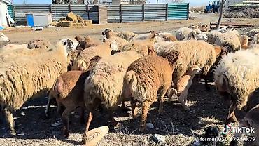 qoyun mal: Dişi, il: 1, Damazlıq, Pulsuz çatdırılma — 10