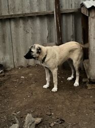 İtlər: Çoban iti 5 aylıq dişi 350 azn 055 662 05 16 bu nömreye yazın — 14